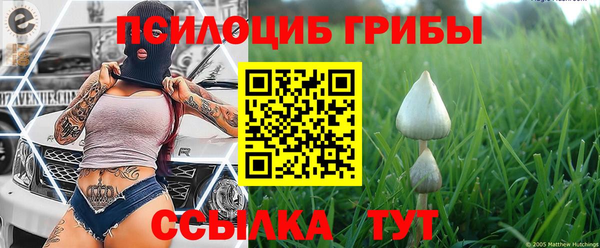 что такое   Псилоцибиновые грибы Psilocybe  Вход с VPN  Шадринск 